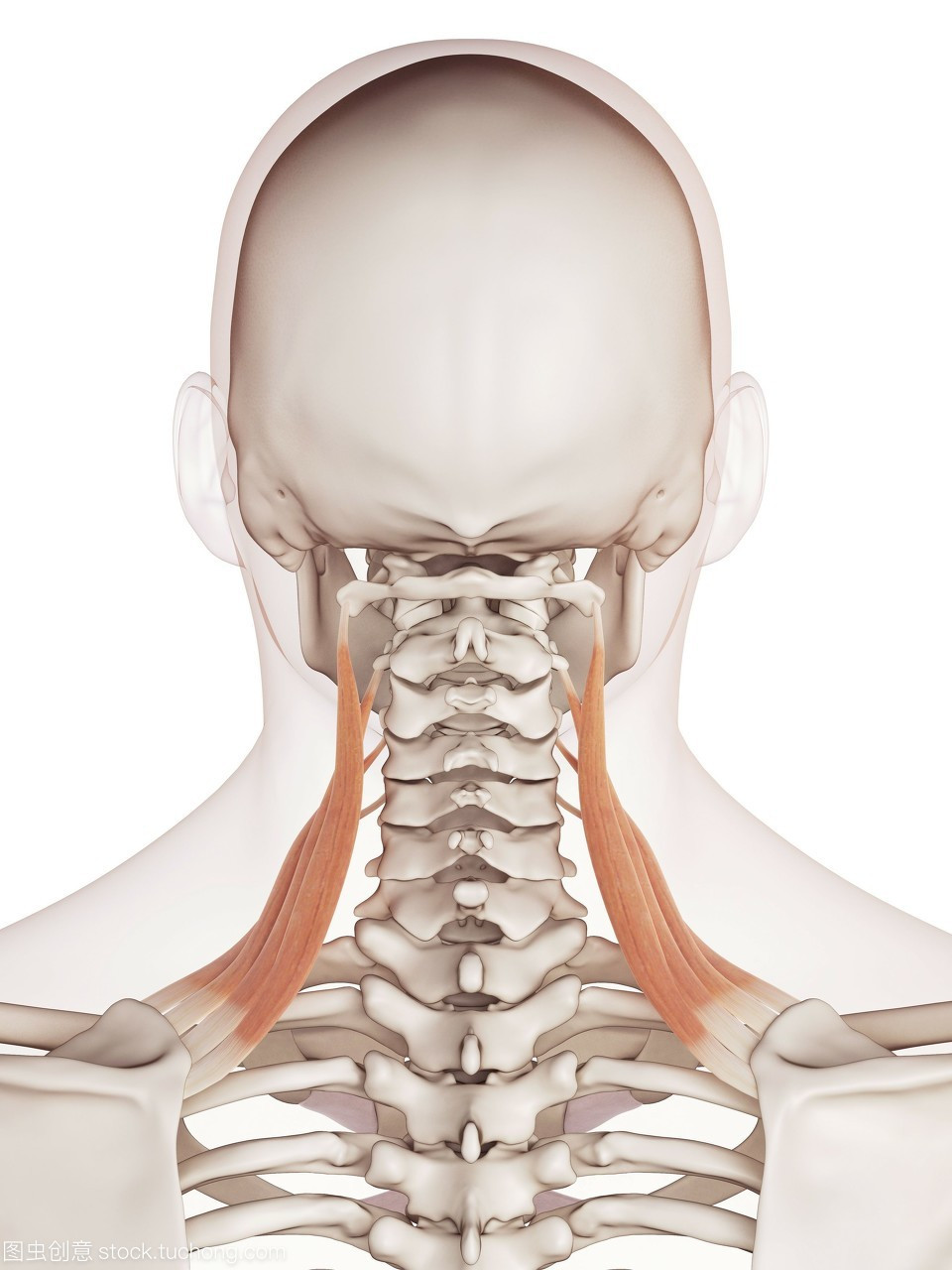 颈椎1~7节位置图图片