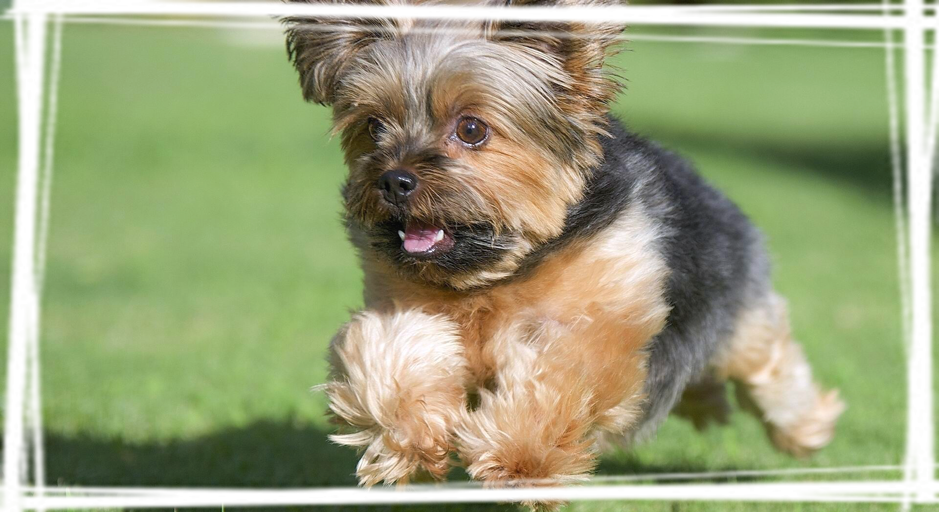 澳大利亚丝毛梗可爱狗狗桌面壁纸