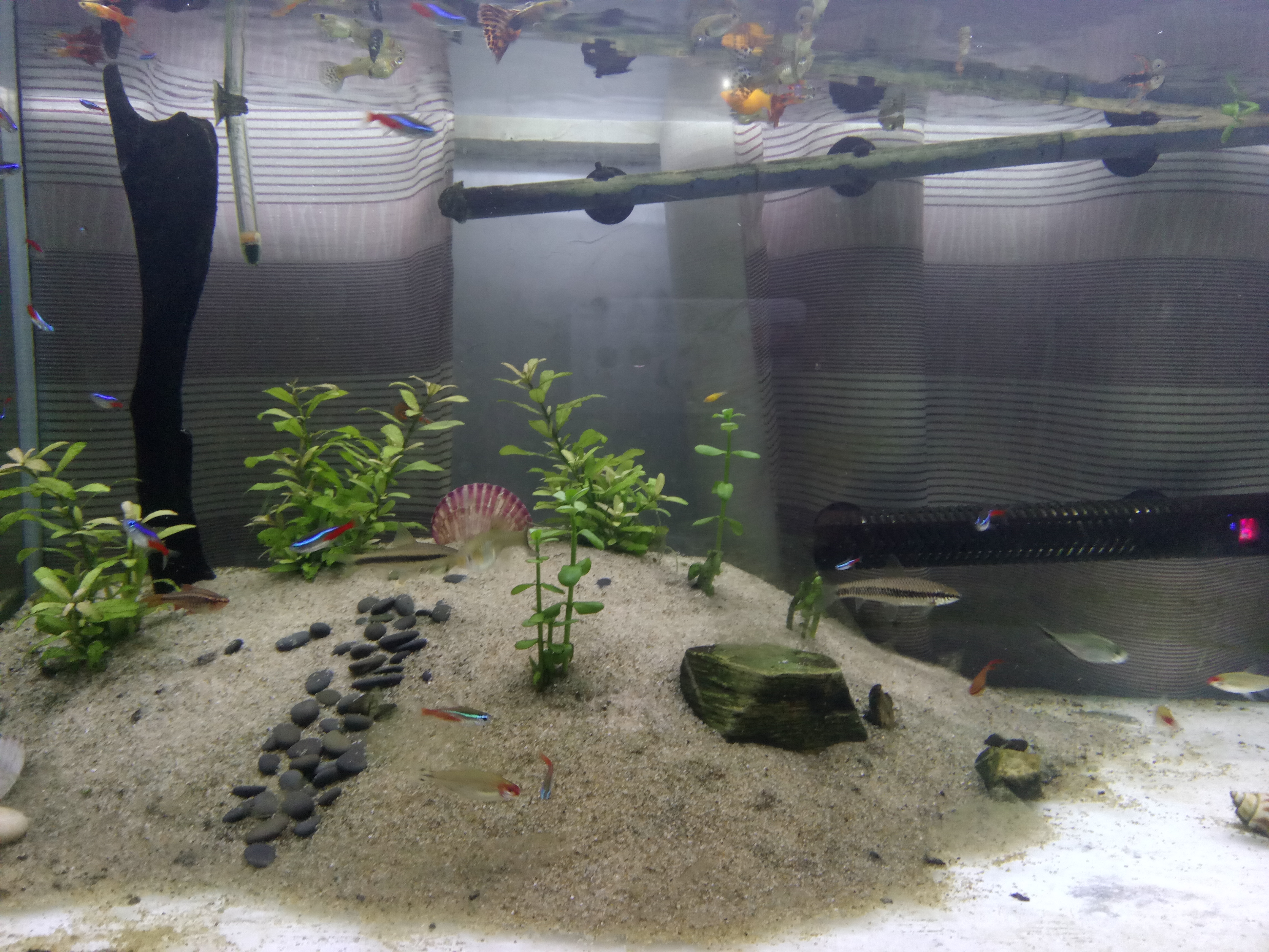 金波子状态很好.繁殖的很成功!