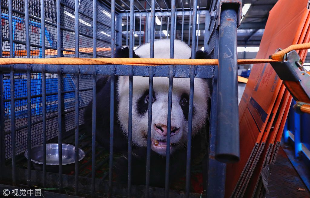 大熊猫"伟伟"成功抵达四川 入住都江堰基地进行调养