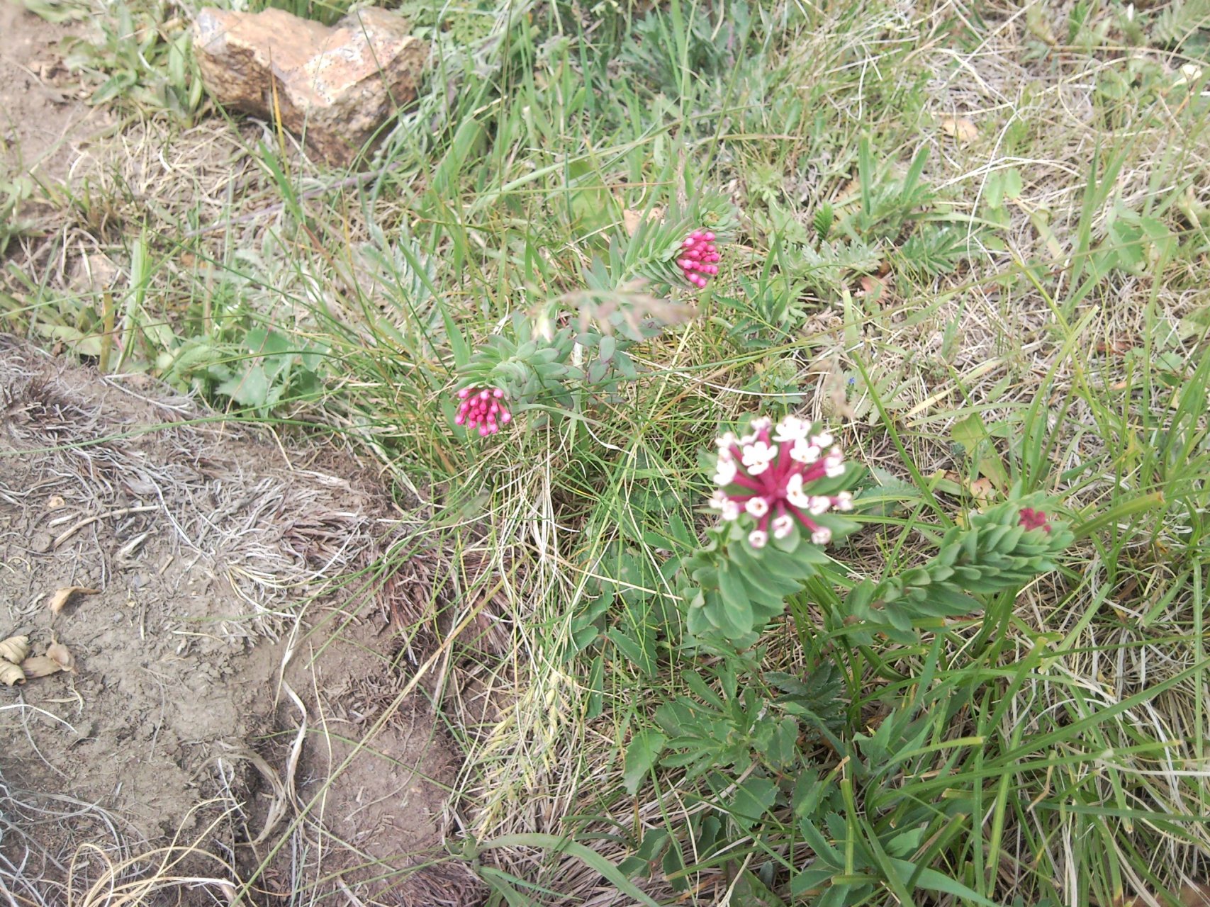 狼毒花现在已经很少见了,它又名"断肠草,不知道是不是治杨过所中情花