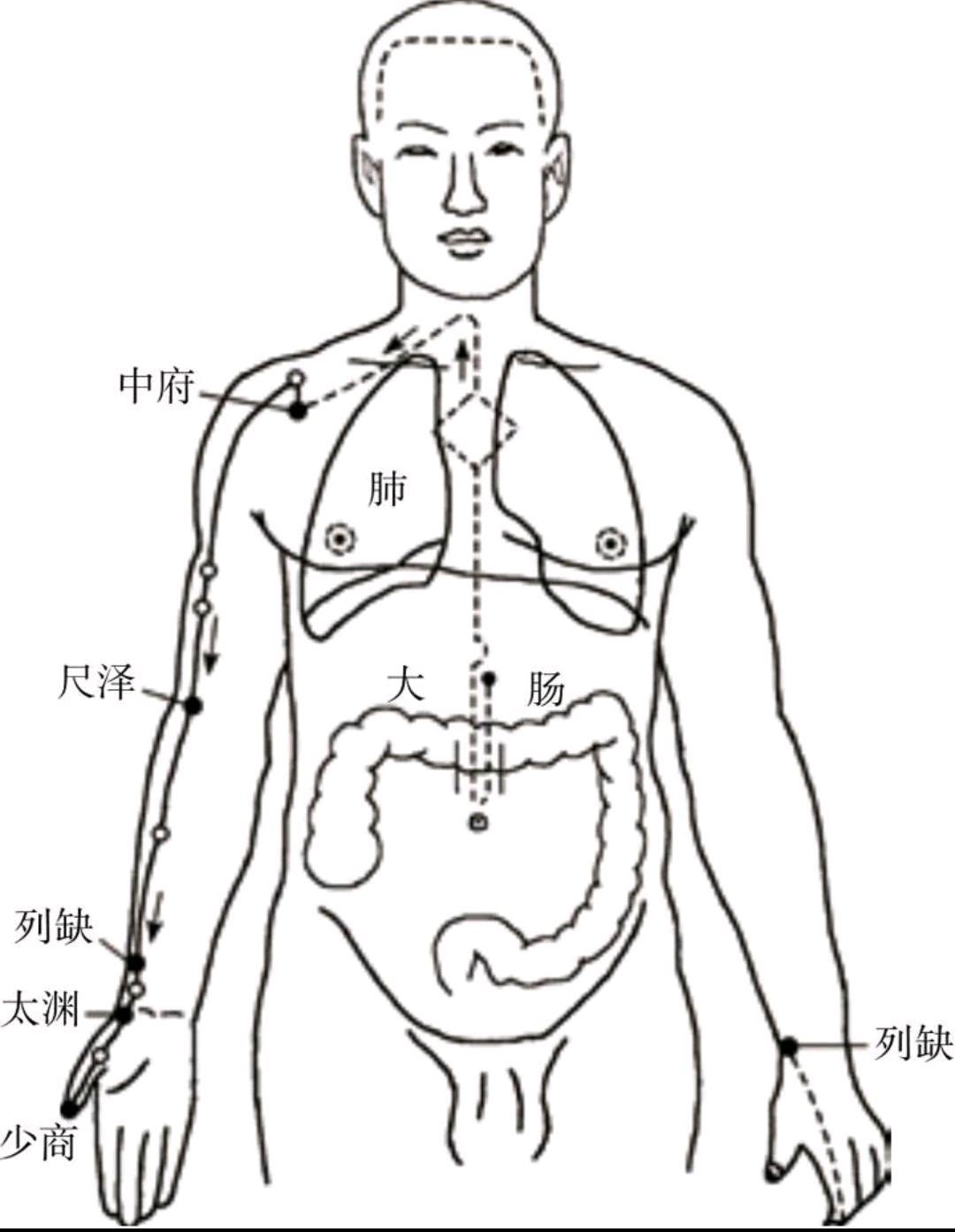 肺经络图走向图片