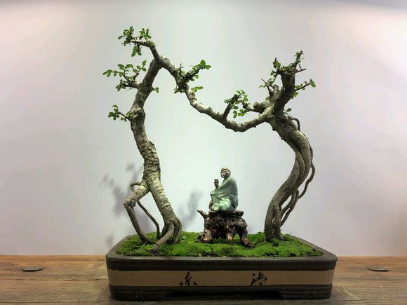 刚入手的连桥榔榆盆景,天然的连理枝,"夫唱妇随"造型,太美了