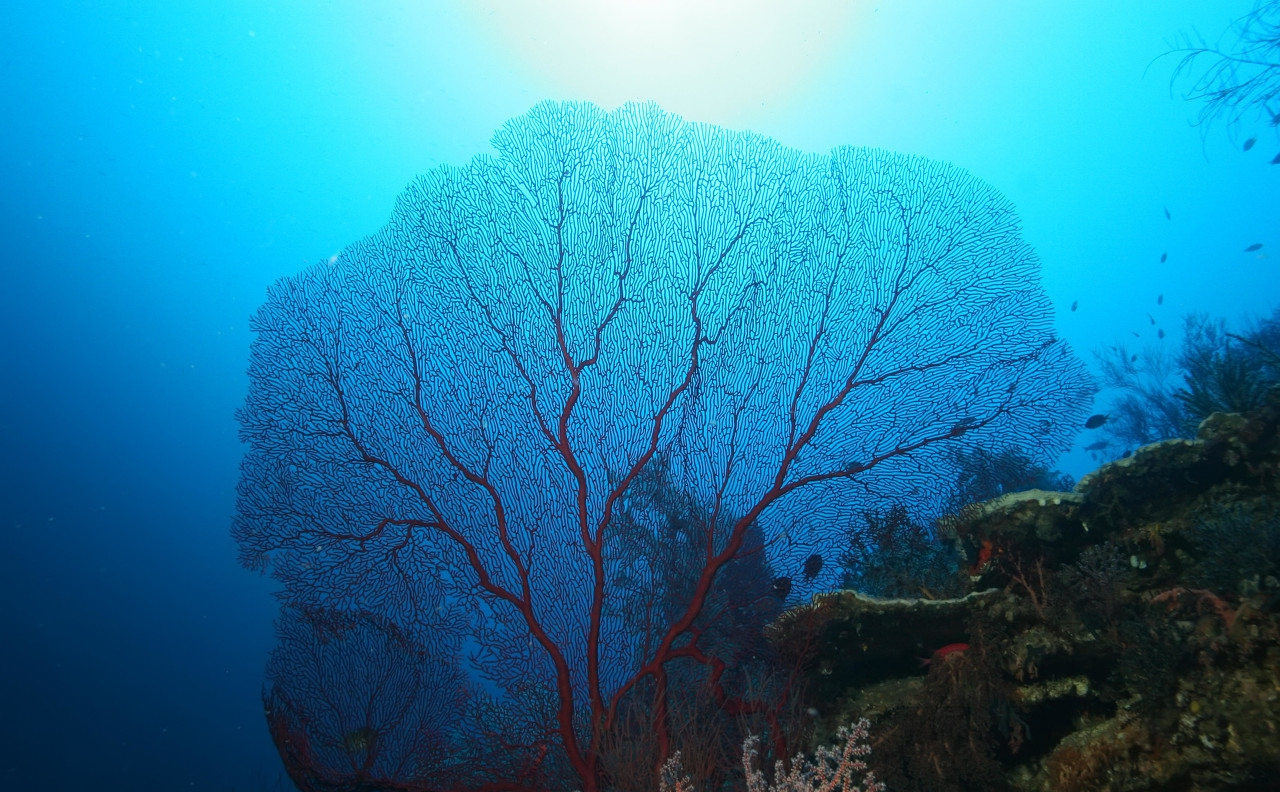 海洋生物柳珊瑚!