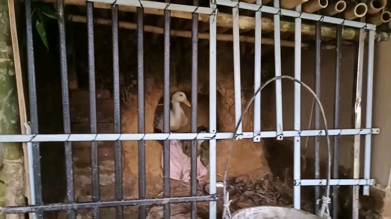 老潘家白鸭下蛋了北京白鸭自己会孵蛋吗