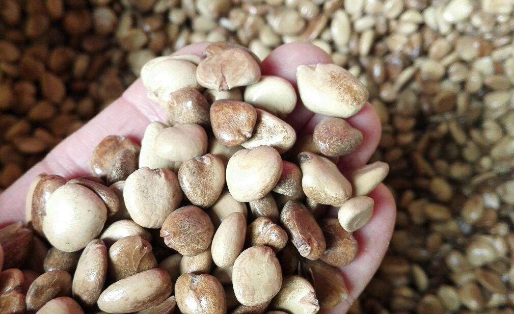 鸡血藤 - 热门商品专区