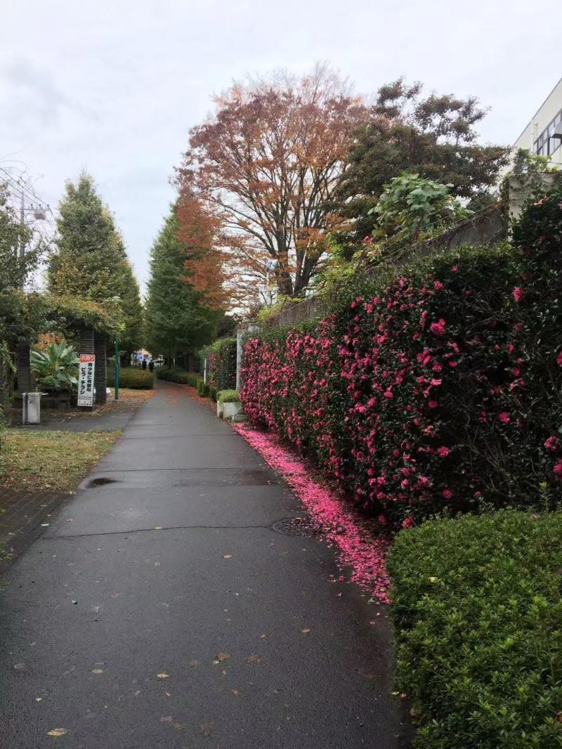 别小瞧社区公园,日本将其作为防火,避难"补给站"