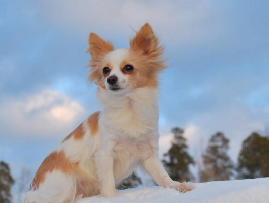温顺可爱,四肢有力,小型宠物犬中算是顶尖的