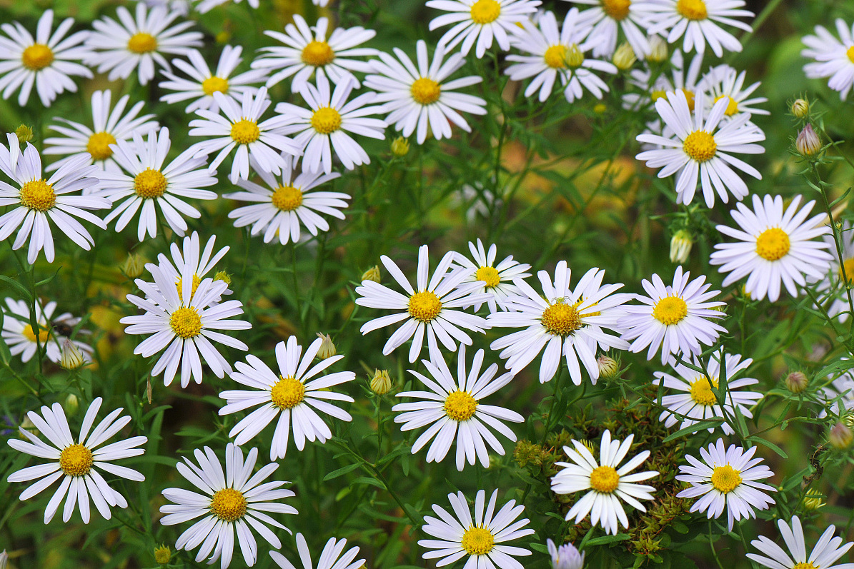 哪些好处泥鳅蒜泥鳅草药图片鱼鳅蒜图片植物图片植物泥鳅花图片泥鳅草