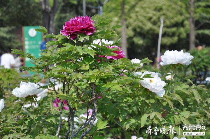 菏澤天香公園牡丹花開,記者進行探訪