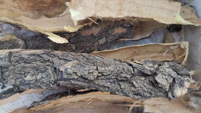 有人来农村60元1斤收购香椿树皮,他们收去做什么?