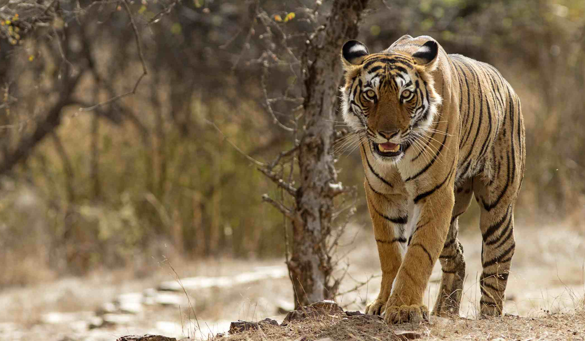 野生东北虎大都挤在西伯利亚一角,为何不向更深的内陆发展?