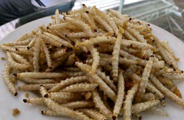 现在在饮食上没有最变态只有更变态.蛆虫可以吃吗?