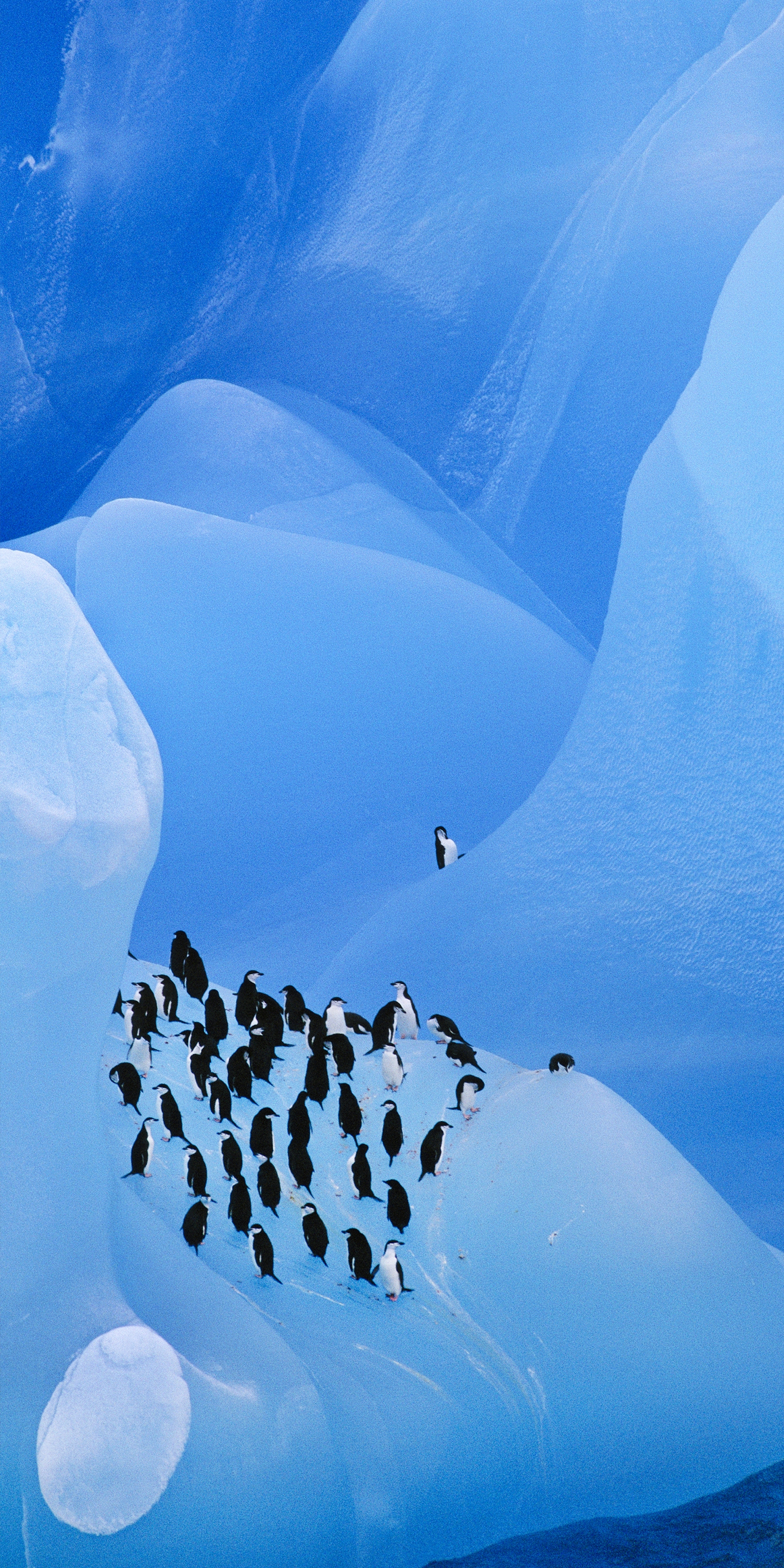 南极的帽带企鹅