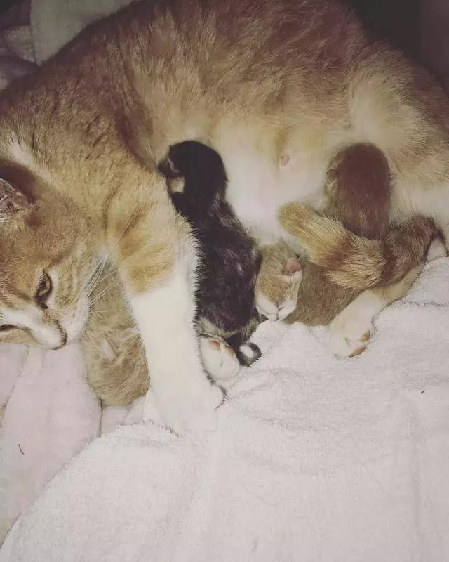 猫咪生娃,狗狗奶爸在旁着急:我什么时候可以抱宝宝呀