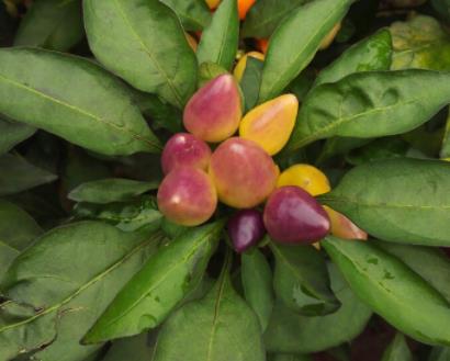 农民种植"假樱桃",治疗糖尿病有奇效,售价堪比猪肉