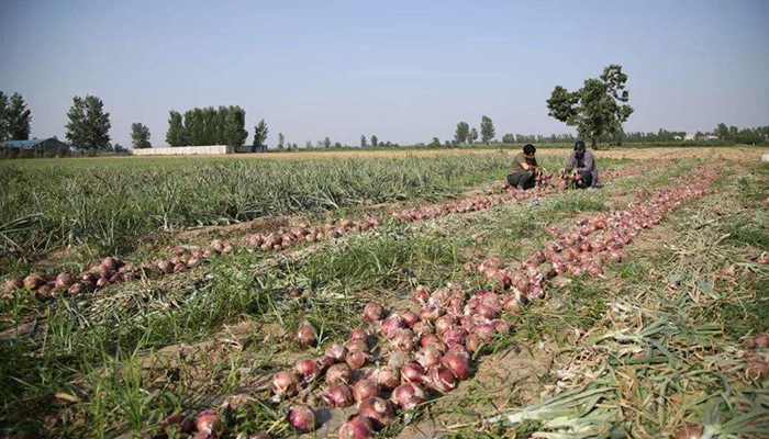 几月份种洋葱苗 - 2020年最新商品信息聚合专区 - 百度爱采购