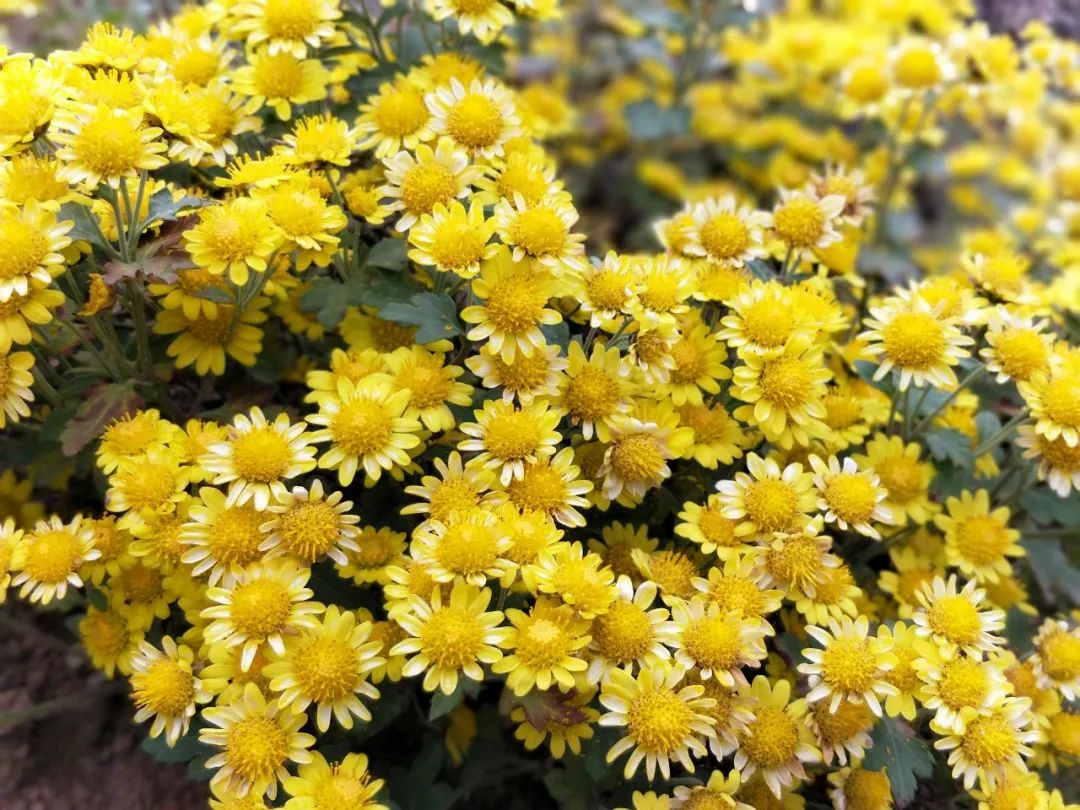 高山瑰宝丨小小花朵神农香菊