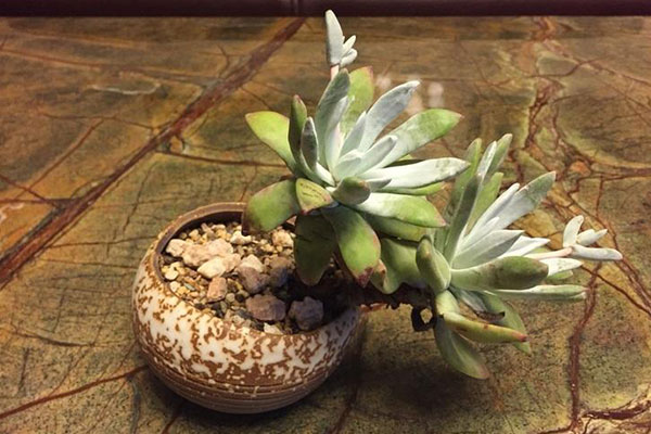 初霜——多肉界颜值担当,才见它一眼就想自己养一棵了!