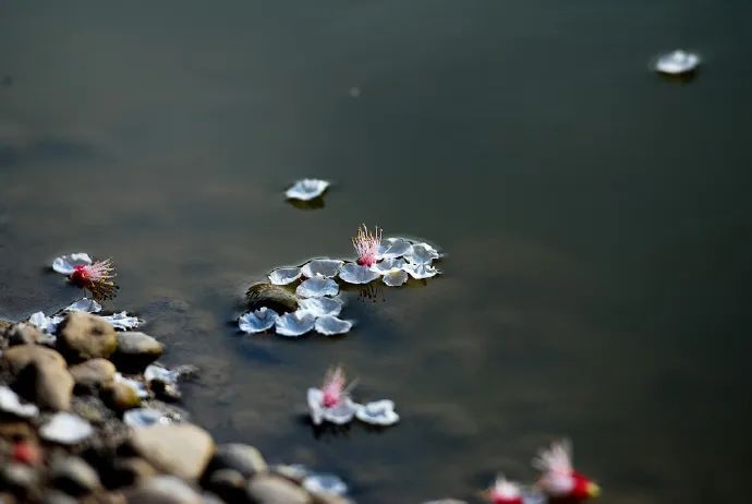 蔡相龙"最是繁华零落急,六朝花逐水东流"丨「咏史诗十首」