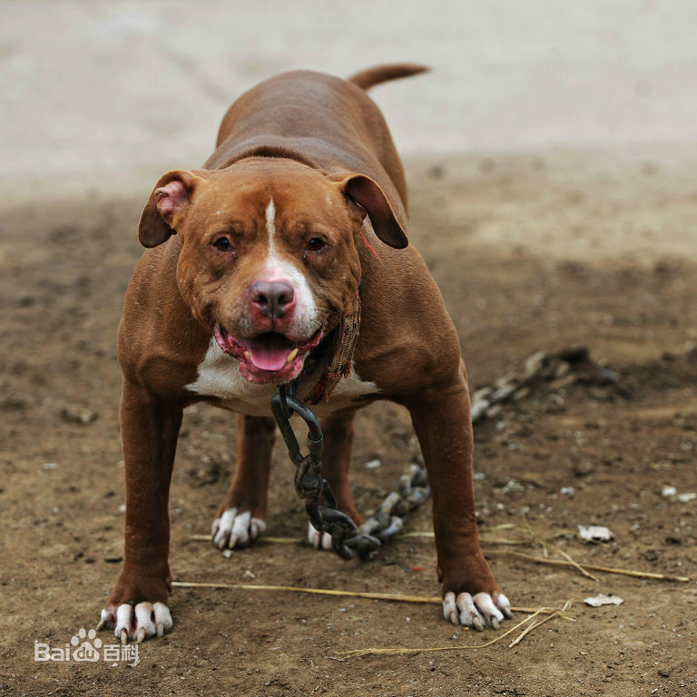 此犬是比特犬的基因来源犬,被称为"一流万能狗",凶猛美国第一