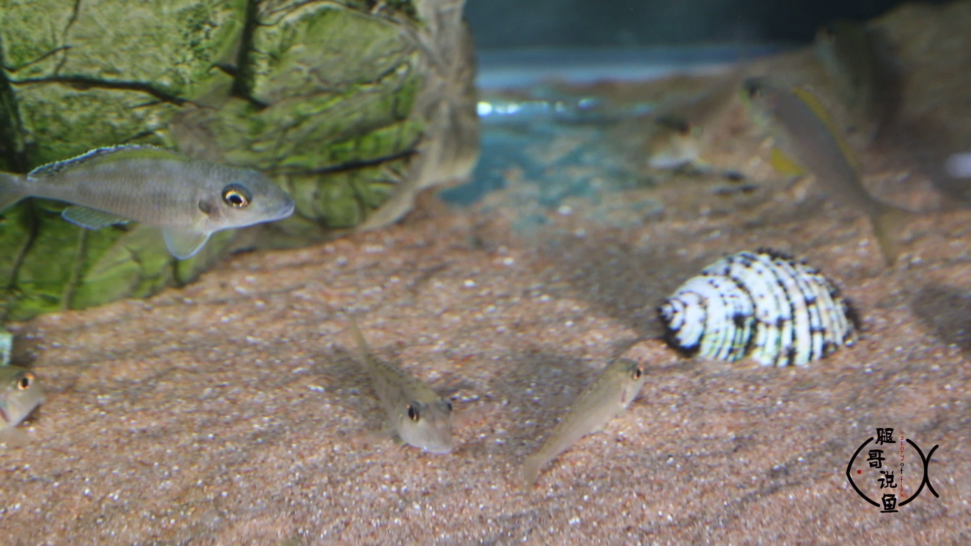 三湖鱼中最美丽的底栖鱼——七彩珍珠,雌雄同态,很好繁殖!
