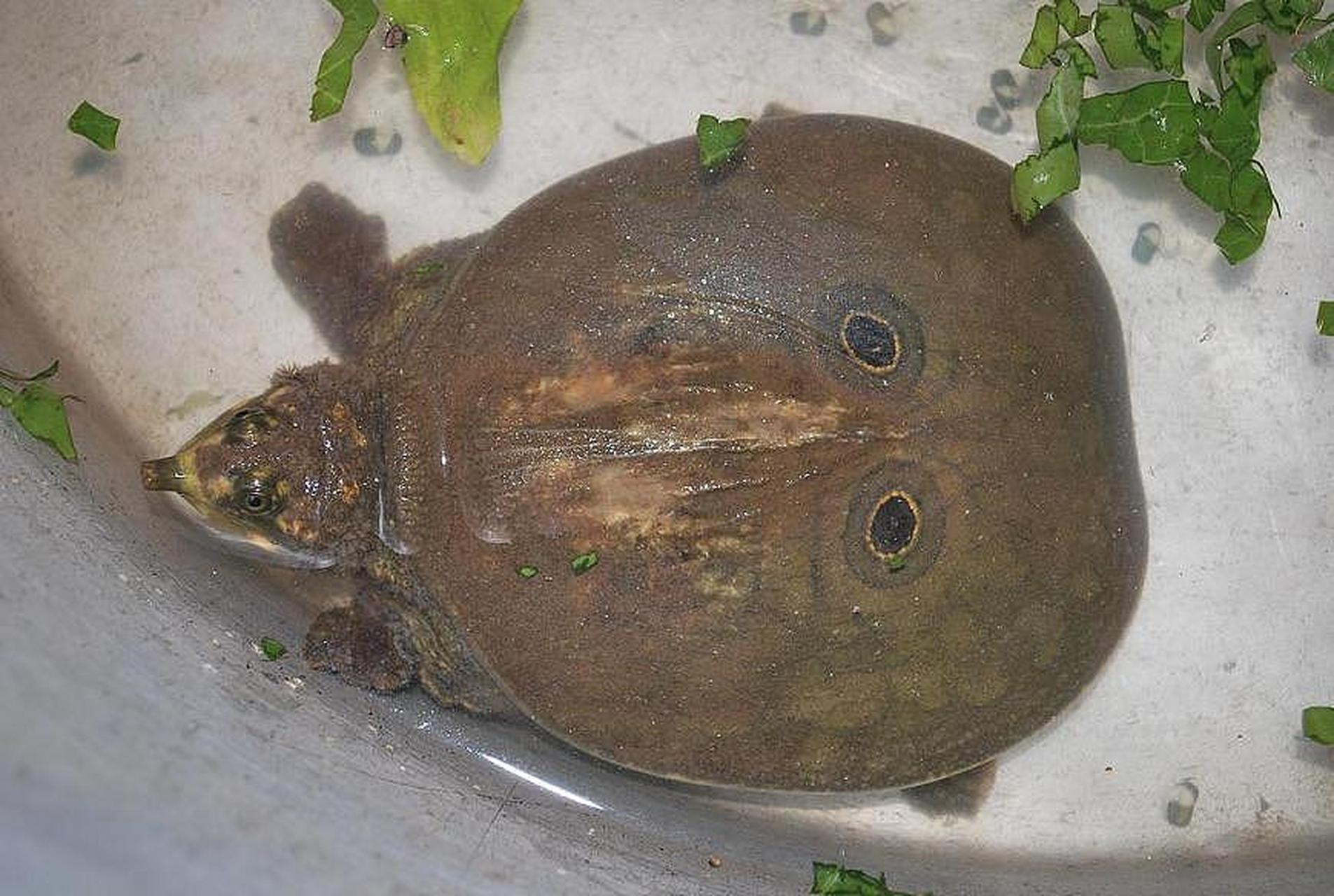 世界上有很多种鳖,以下是一些常见的种类:  11566 中国鳖:主要