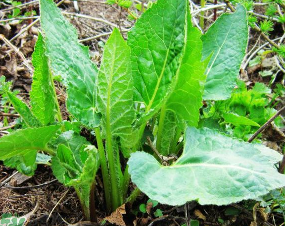 在每年5月份的时候,东北有一种药食两用的野菜,农民称它为"大耳毛"