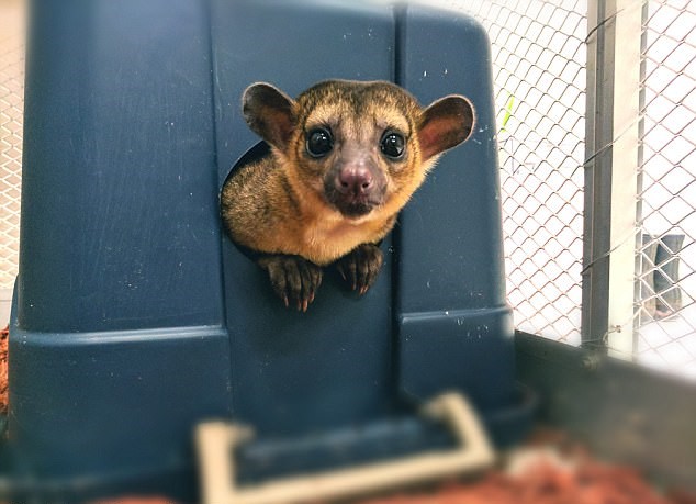 蜜熊白天睡觉晚上闹,整天欺负猫咪欺负娃,却仍然被主人当成宝