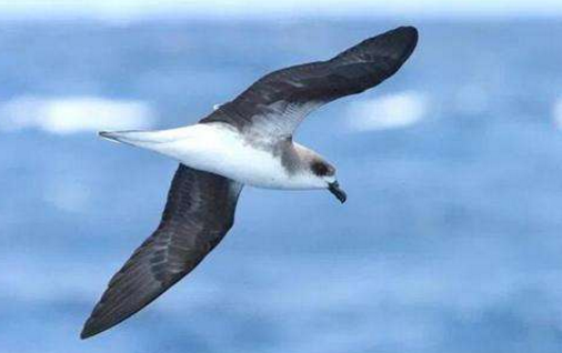 爪哇象,科学家一度认为爪哇象在欧洲人来到东南亚后走向"灭绝",这种