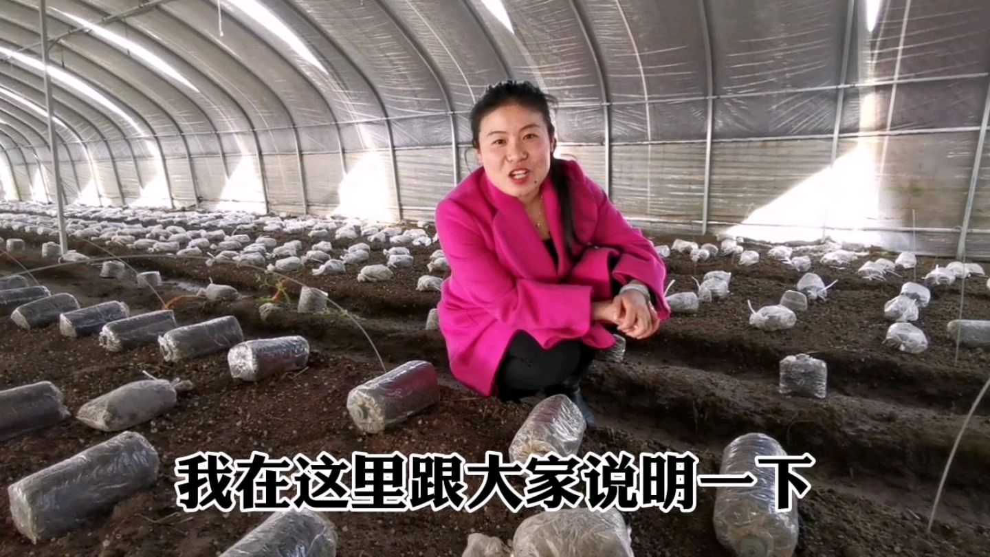 羊肚菌好种植吗,是不是种地上就不用管了,听菌二代周晴晴咋说