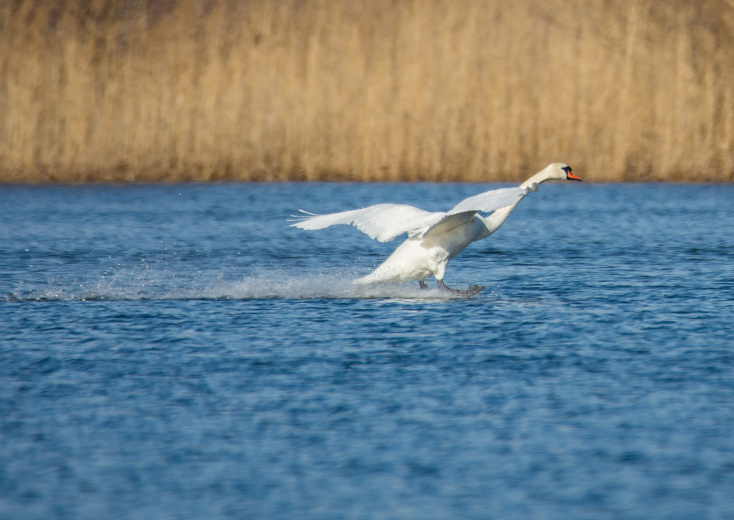 琉璃河湿地公园白天鹅图片