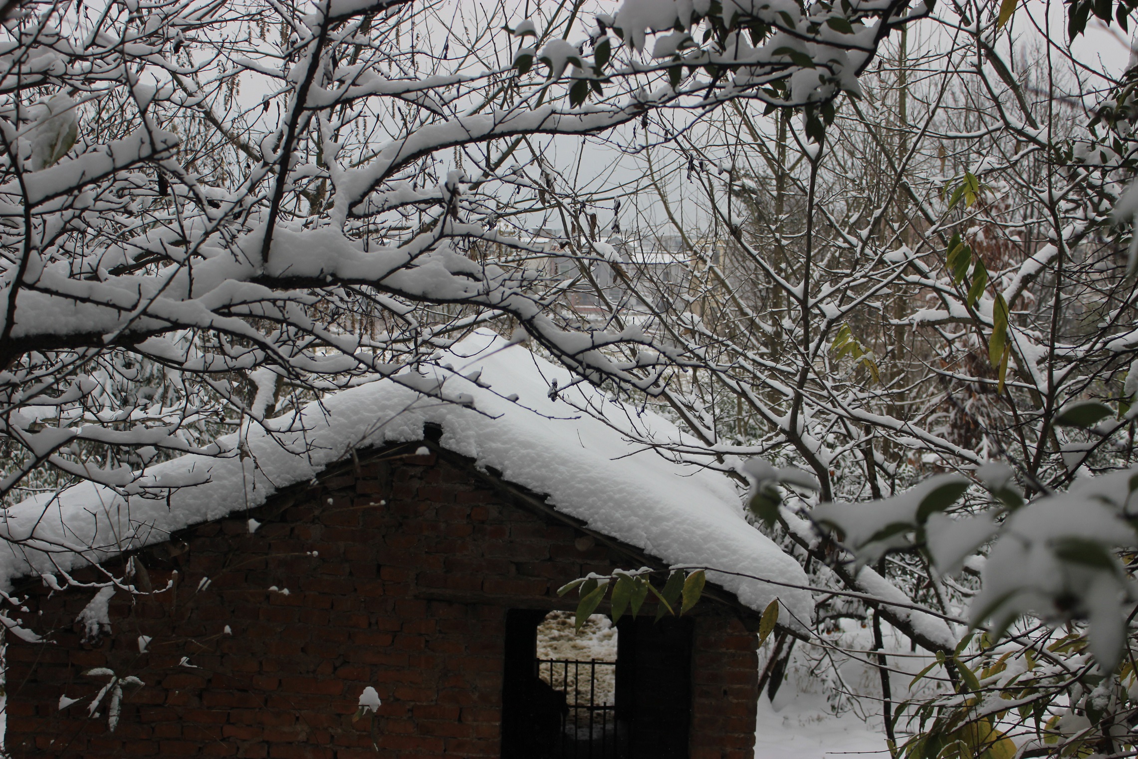 戊戌年的冬天,老屋场的雪景别样美丽