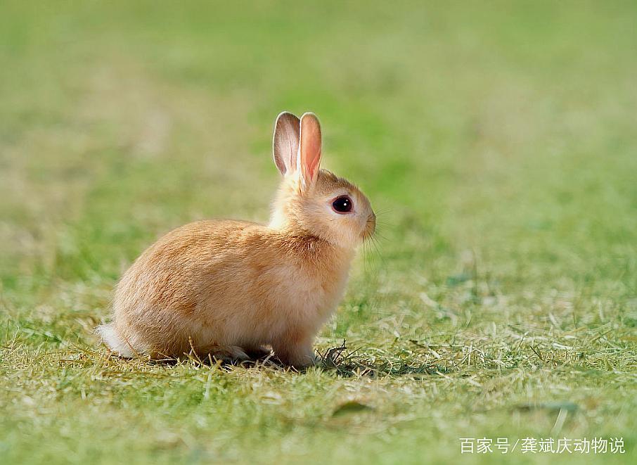 侏儒兔生活环境图片