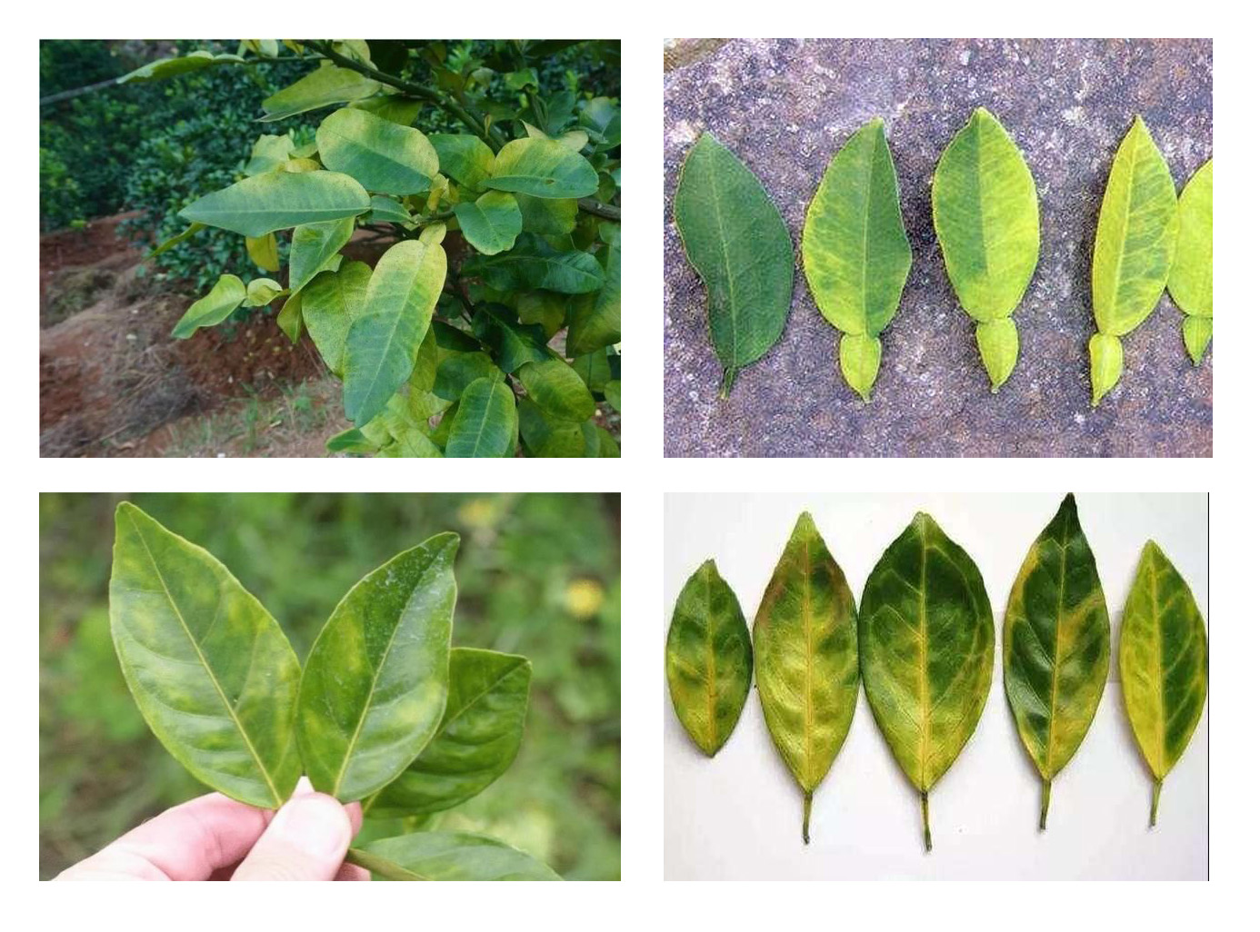 叶片发黄,是柑橘黄龙病还是柑橘缺素症?几招教你辨别!