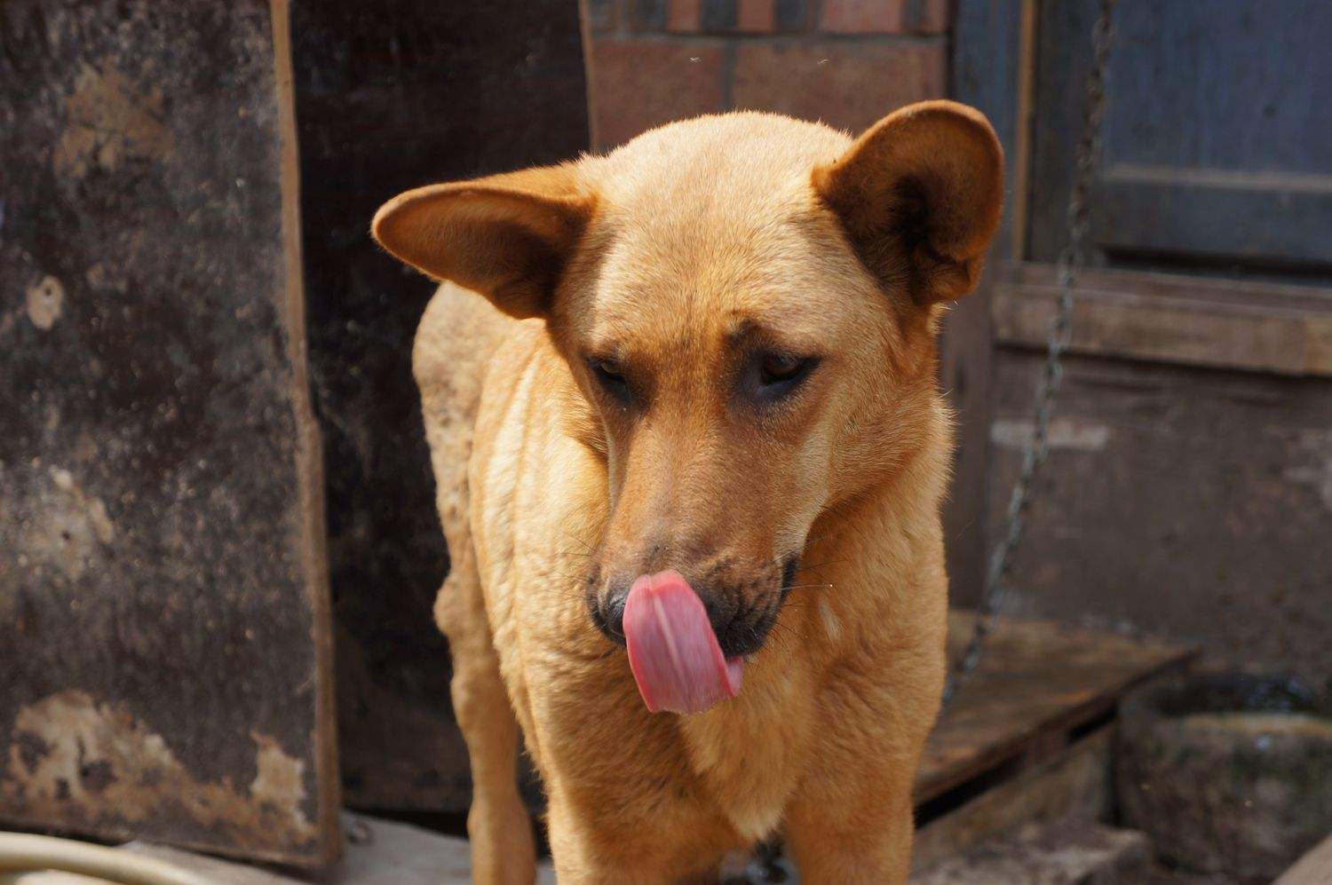 中華田園犬額頭都有根