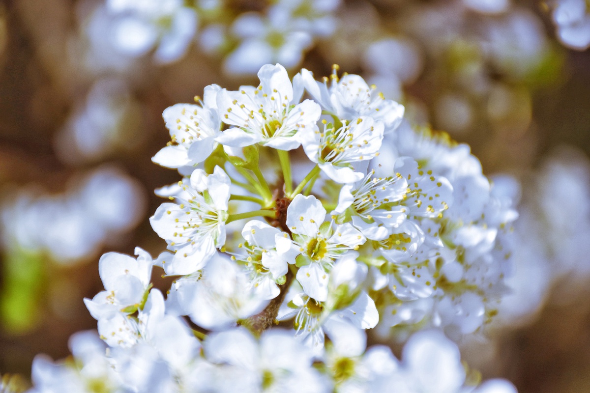 景色风光,白色的花朵 转载自百家号作者:小佳摄影