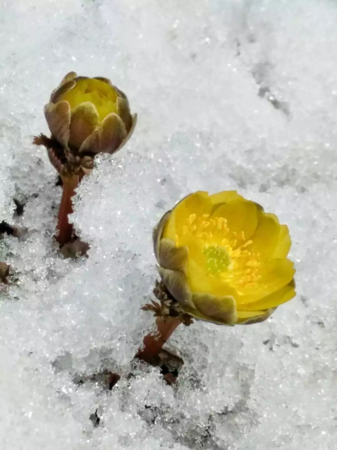 听,冰雪中的小精灵,冰凌花开了