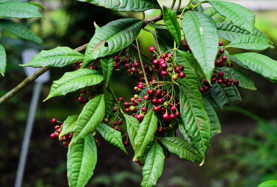 朱砂根在种植的时候,繁殖方式都有哪些需要注意到特点