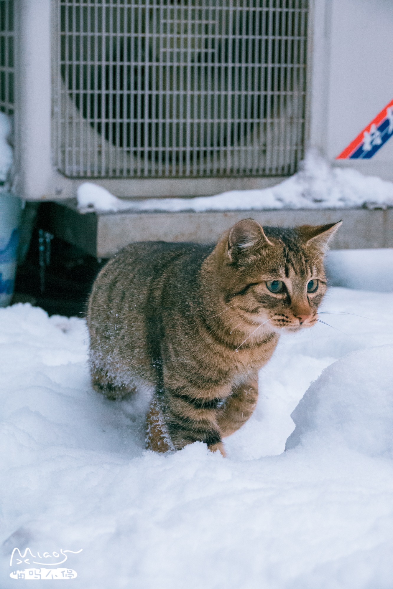 不愧是中华大狸猫,在雪中奔走戏耍,一点不怕冷,活像一只小老虎
