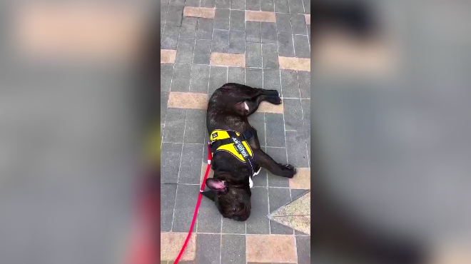 狗狗为了不回家,撒泼,打滚,无所不用其极!