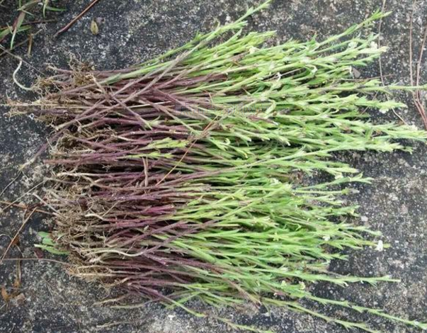 在农村这种草被当做野草,但在中药店,一斤却能卖到500元!