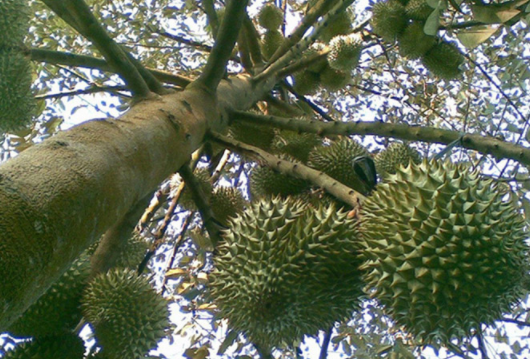 怪不得榴莲价格这么贵,原来采摘榴莲是高危职业,涨见识了!