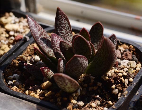 多肉群里一年常红的赤兔水泡