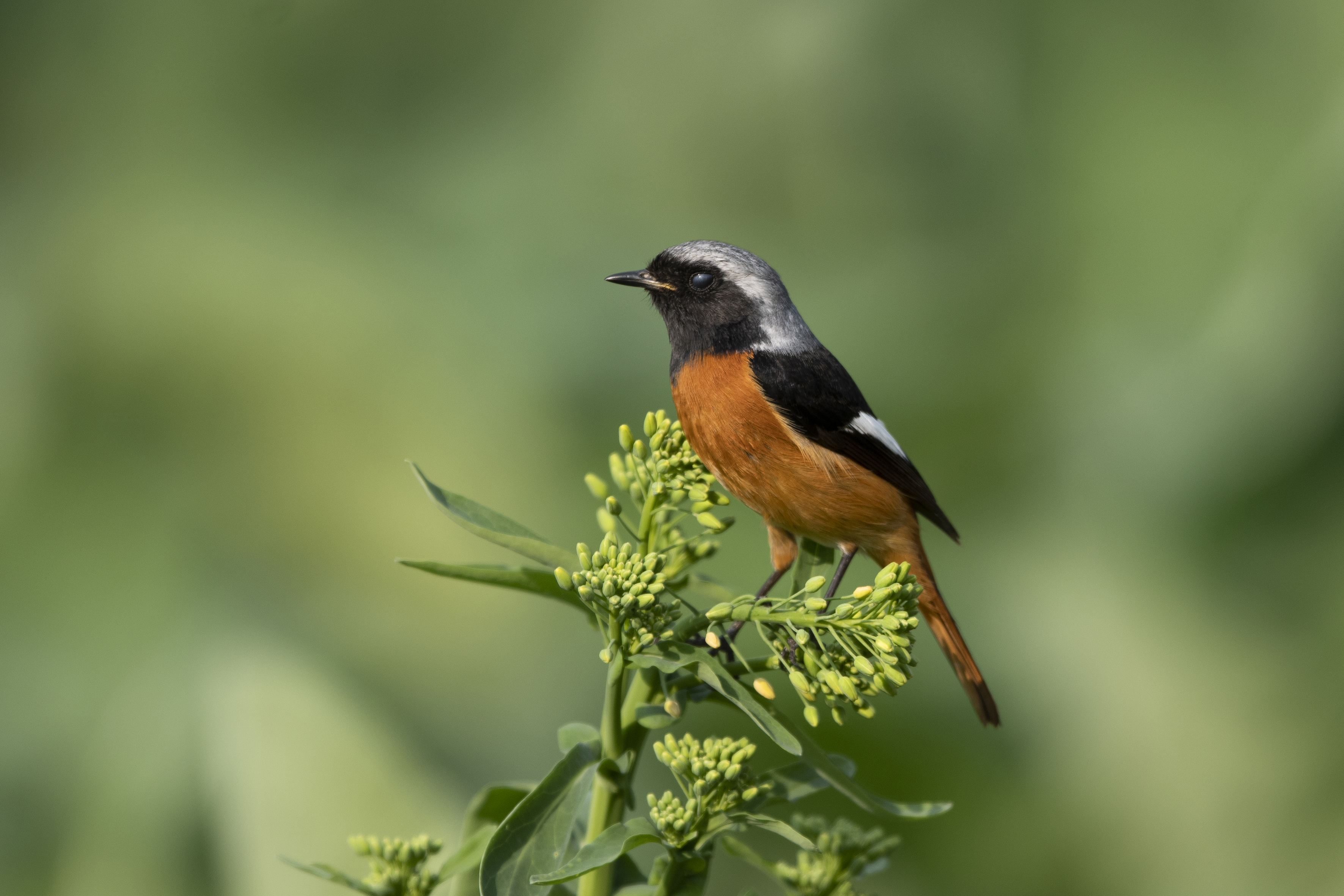 福州:早春枝头鸟儿俏