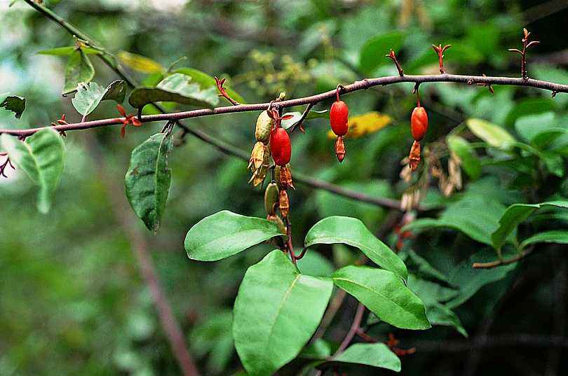 农村常见的3种树叶,中医认为它们是止咳的良药,许多人却不知道