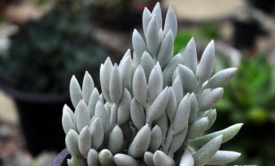 银月这种多肉植物,真的很好看,不会养没关系现在学