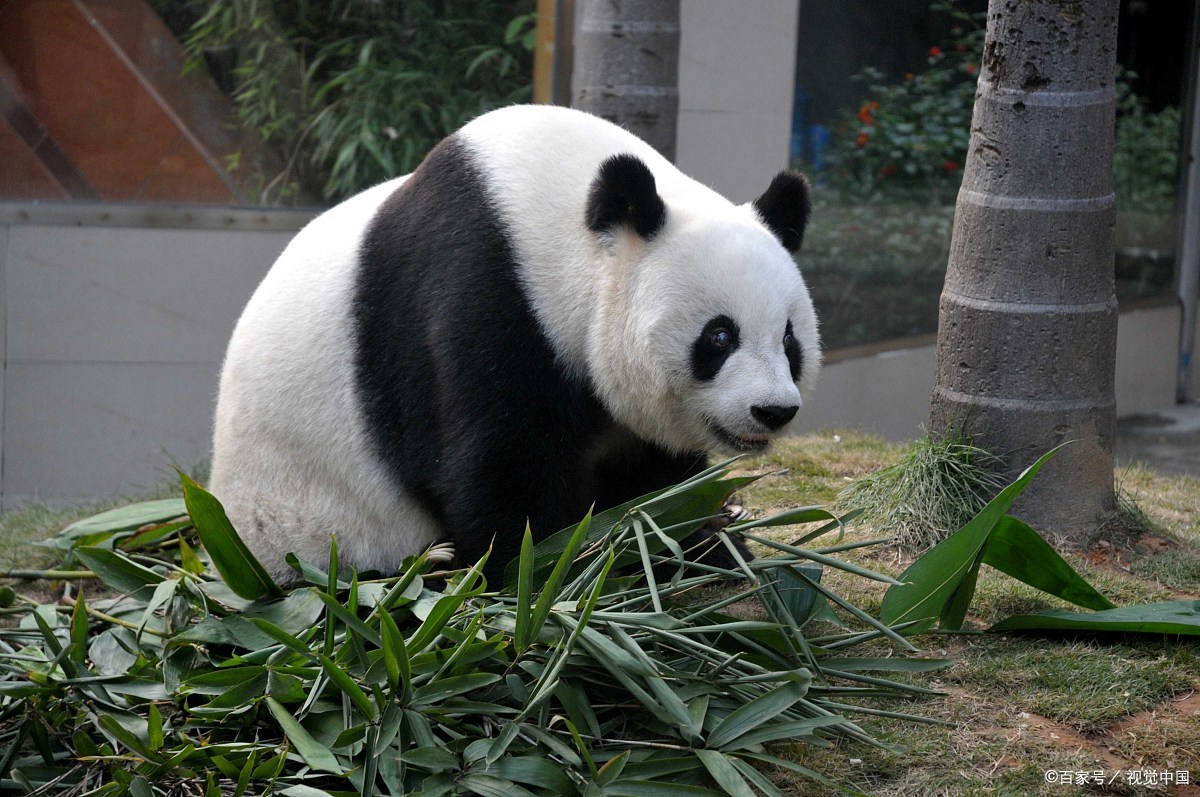 最近很火的图片图片