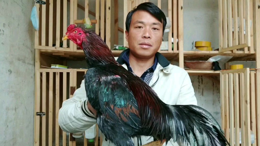 你们喜欢什么样的越南斗鸡呢?今天给你们看一只5.6斤小号毛鸡看下