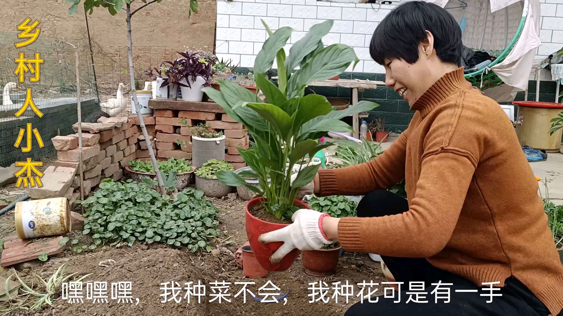 小杰50块钱买4盆花,上盆用核桃皮垫底,种法简单,易活,不伤根